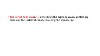 • The dorsal body cavity: it constitutes the cephalic cavity containing
brain and the vertebral canal containing the spinal cord.
 