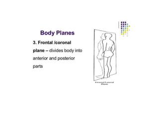 ANATOMICAL TERMINOLOGY.pptx