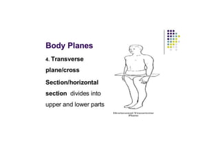 ANATOMICAL TERMINOLOGY.pptx