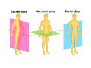 ANATOMICAL TERMINOLOGY.pptx