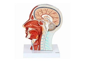 ANATOMICAL TERMINOLOGY.pptx