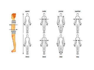 ANATOMICAL TERMINOLOGY.pptx