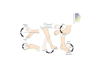 ANATOMICAL TERMINOLOGY.pptx