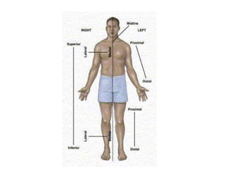ANATOMICAL TERMINOLOGY.pptx