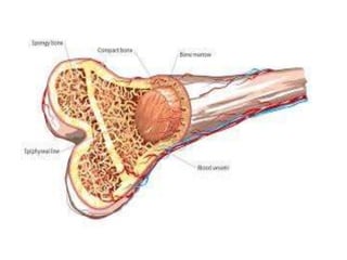 ANATOMICAL TERMINOLOGY.pptx