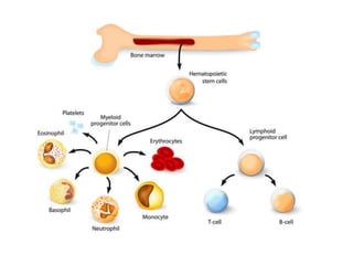 ANATOMICAL TERMINOLOGY.pptx