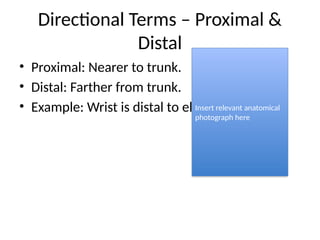 Anatomical_Terminology_Presentation.pptx