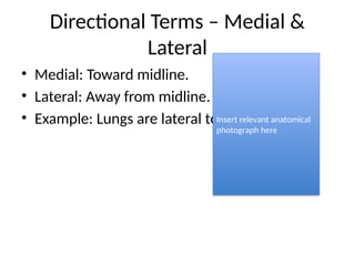 Anatomical_Terminology_Presentation.pptx