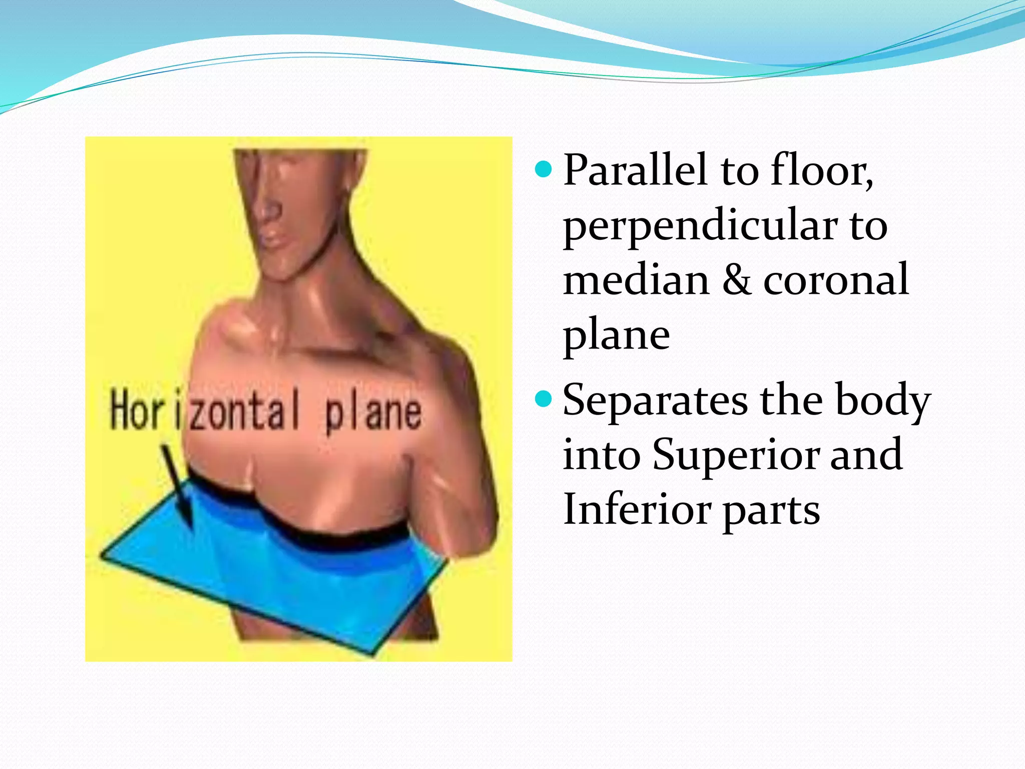 Anatomical terms Biology Diagrams