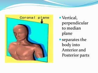  Vertical,
perpendicular
to median
plane
 separates the
body into
Anterior and
Posterior parts
 