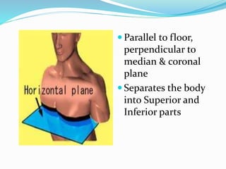  Parallel to floor,
perpendicular to
median & coronal
plane
 Separates the body
into Superior and
Inferior parts
 