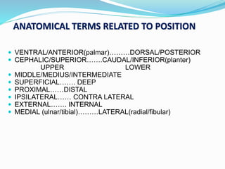 ANATOMICAL TERMS RELATED TO POSITION
 VENTRAL/ANTERIOR(palmar)………DORSAL/POSTERIOR
 CEPHALIC/SUPERIOR…….CAUDAL/INFERIOR(planter)
UPPER LOWER
 MIDDLE/MEDIUS/INTERMEDIATE
 SUPERFICIAL……. DEEP
 PROXIMAL……DISTAL
 IPSILATERAL…… CONTRA LATERAL
 EXTERNAL……. INTERNAL
 MEDIAL (ulnar/tibial)………LATERAL(radial/fibular)
 