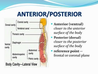 Anatomical terms | PPT