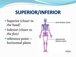  Superior (closer to
the head)
 Inferior (closer to
the feet)
 reference point --
horizontal plane
 