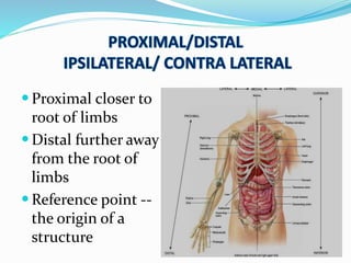  Proximal closer to
root of limbs
 Distal further away
from the root of
limbs
 Reference point --
the origin of a
structure
 