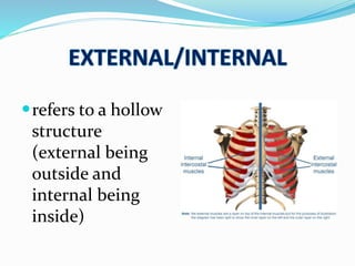 refers to a hollow
structure
(external being
outside and
internal being
inside)
 
