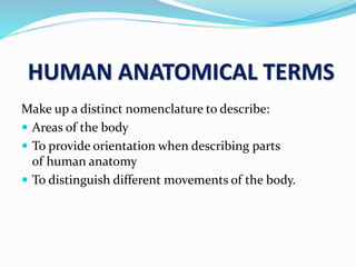 HUMAN ANATOMICAL TERMS
Make up a distinct nomenclature to describe:
 Areas of the body
 To provide orientation when describing parts
of human anatomy
 To distinguish different movements of the body.
 