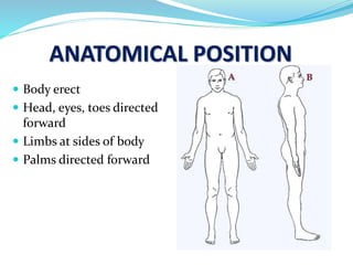 ANATOMICAL POSITION
 Body erect
 Head, eyes, toes directed
forward
 Limbs at sides of body
 Palms directed forward
 