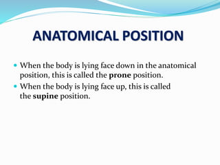 ANATOMICAL POSITION
 When the body is lying face down in the anatomical
position, this is called the prone position.
 When the body is lying face up, this is called
the supine position.
 