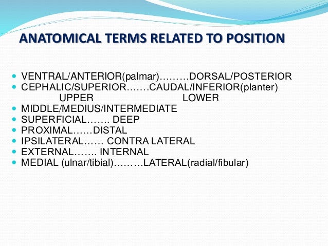 Anatomical terms