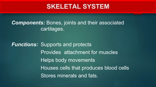 SKELETAL SYSTEM
Components: Bones, joints and their associated
cartilages.
Functions: Supports and protects
Provides attachment for muscles
Helps body movements
Houses cells that produces blood cells
Stores minerals and fats.
 