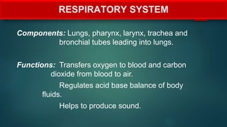 RESPIRATORY SYSTEM
Components: Lungs, pharynx, larynx, trachea and
bronchial tubes leading into lungs.
Functions: Transfers oxygen to blood and carbon
dioxide from blood to air.
Regulates acid base balance of body
fluids.
Helps to produce sound.
 