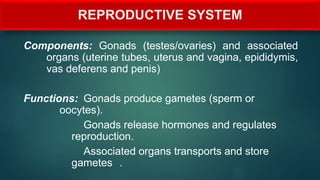 REPRODUCTIVE SYSTEM
Components: Gonads (testes/ovaries) and associated
organs (uterine tubes, uterus and vagina, epididymis,
vas deferens and penis)
Functions: Gonads produce gametes (sperm or
oocytes).
Gonads release hormones and regulates
reproduction.
Associated organs transports and store
gametes .
 