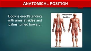 ANATOMICAL POSITION
Body is erect/standing
with arms at sides and
palms turned forward.
 