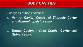 BODY CAVITIES
Two types of body cavities:
1. Ventral Cavity: Consist of Thoracic Cavity
and Abdominopelvic cavity.
2. Dorsal Cavity: Include Cranial Cavity and
Spinal cavity.
 