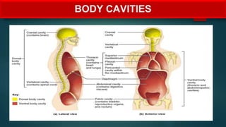 BODY CAVITIES
 