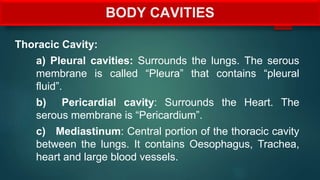 Thoracic Cavity:
a) Pleural cavities: Surrounds the lungs. The serous
membrane is called “Pleura” that contains “pleural
fluid”.
b) Pericardial cavity: Surrounds the Heart. The
serous membrane is “Pericardium”.
c) Mediastinum: Central portion of the thoracic cavity
between the lungs. It contains Oesophagus, Trachea,
heart and large blood vessels.
BODY CAVITIES
 