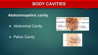 BODY CAVITIES
Abdominopelvic cavity
 Abdominal Cavity
 Pelvic Cavity
 