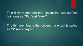 Thin filmy membrane that covers the wall surface
is known as “Parietal layer”.
The thin membrane that covers the organ is called
as “Visceral layer”
 