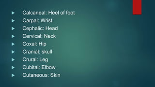  Calcaneal: Heel of foot
 Carpal: Wrist
 Cephalic: Head
 Cervical: Neck
 Coxal: Hip
 Cranial: skull
 Crural: Leg
 Cubital: Elbow
 Cutaneous: Skin
 