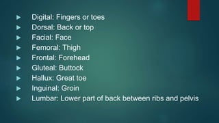  Digital: Fingers or toes
 Dorsal: Back or top
 Facial: Face
 Femoral: Thigh
 Frontal: Forehead
 Gluteal: Buttock
 Hallux: Great toe
 Inguinal: Groin
 Lumbar: Lower part of back between ribs and pelvis
 