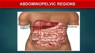 ABDOMINOPELVIC REGIONS
 