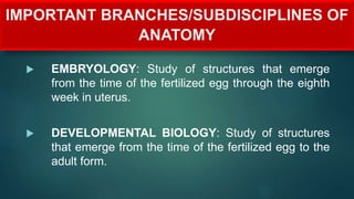 IMPORTANT BRANCHES/SUBDISCIPLINES OF
ANATOMY
 EMBRYOLOGY: Study of structures that emerge
from the time of the fertilized egg through the eighth
week in uterus.
 DEVELOPMENTAL BIOLOGY: Study of structures
that emerge from the time of the fertilized egg to the
adult form.
 