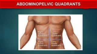 ABDOMINOPELVIC QUADRANTS
 