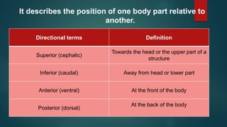 It describes the position of one body part relative to
another.
Directional terms Definition
Superior (cephalic)
Towards the head or the upper part of a
structure
Inferior (caudal) Away from head or lower part
Anterior (ventral) At the front of the body
Posterior (dorsal)
At the back of the body
 