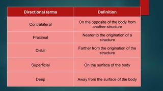 Directional terms Definition
Contralateral
On the opposite of the body from
another structure
Proximal
Nearer to the origination of a
structure
Distal
Farther from the origination of the
structure
Superficial On the surface of the body
Deep Away from the surface of the body
 