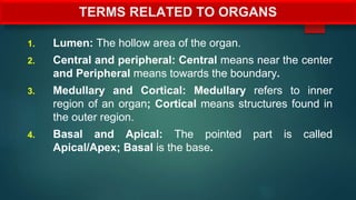 TERMS RELATED TO ORGANS
1. Lumen: The hollow area of the organ.
2. Central and peripheral: Central means near the center
and Peripheral means towards the boundary.
3. Medullary and Cortical: Medullary refers to inner
region of an organ; Cortical means structures found in
the outer region.
4. Basal and Apical: The pointed part is called
Apical/Apex; Basal is the base.
 