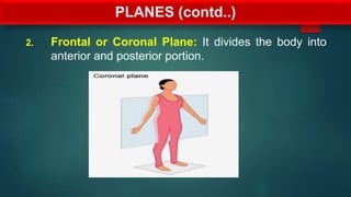 PLANES (contd..)
2. Frontal or Coronal Plane: It divides the body into
anterior and posterior portion.
 