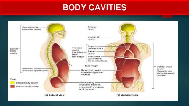 Directional terms anatomy