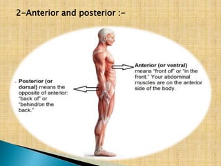 Anatomical terms for anatomy by ravi sir | PPTX
