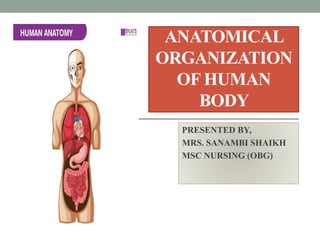 ANATOMICAL
ORGANIZATION
OF HUMAN
BODY
PRESENTED BY,
MRS. SANAMBI SHAIKH
MSC NURSING (OBG)
 