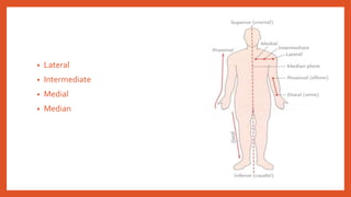 ANATOMICAL TERMS.pptx antony basic for medicos | PPT