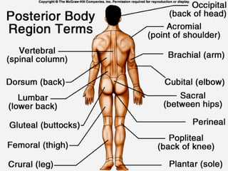 Comprehensive Guide to Basic Anatomical Terminology and Body Positions ...