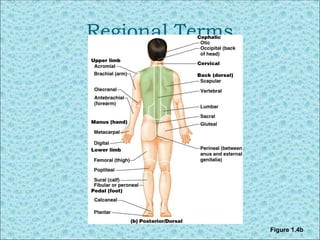 Comprehensive Guide to Basic Anatomical Terminology and Body Positions ...