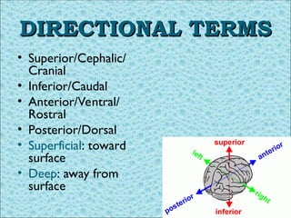 Comprehensive Guide to Basic Anatomical Terminology and Body Positions ...