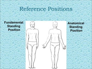 Comprehensive Guide to Basic Anatomical Terminology and Body Positions ...